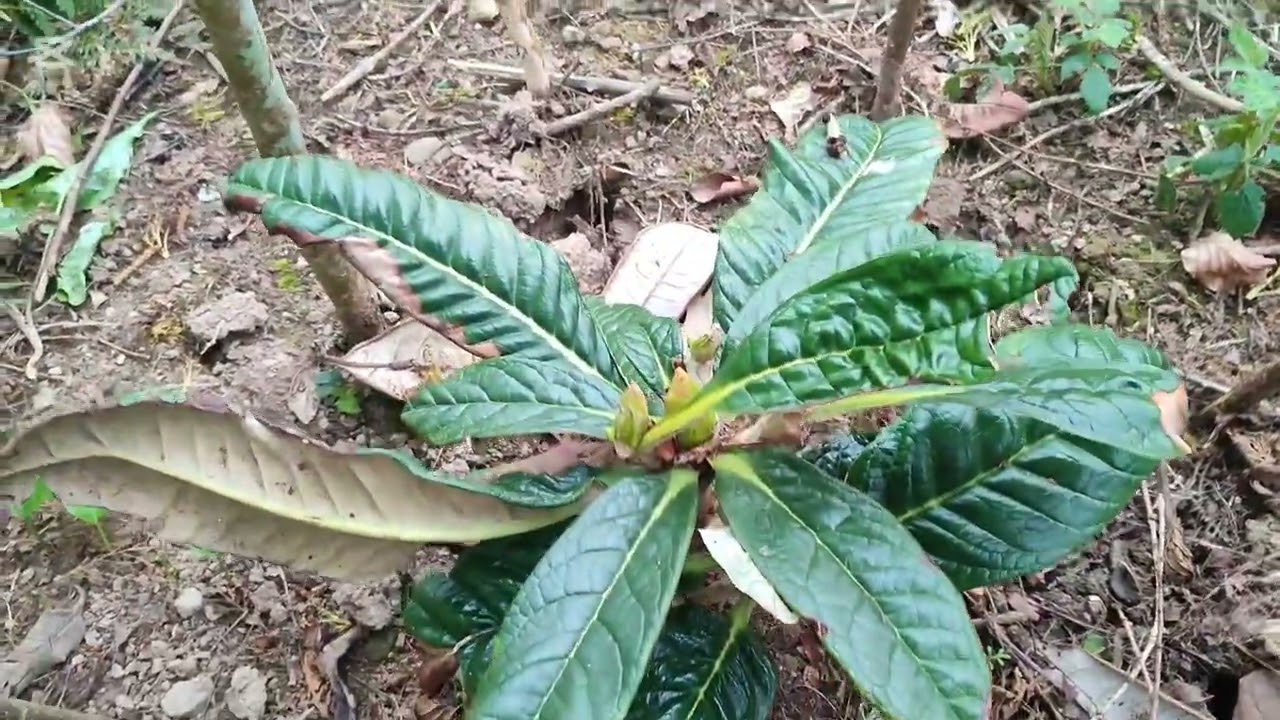 Rhododendron Update. Sinogrande, Macabeanum, Falconeri & Montroseanum 🌳🌳🌳