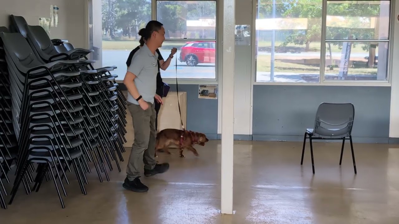 Dog-Driven Search in K9 Nose Work® – Run 1 | Handling with Ninja