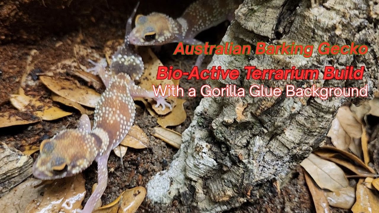 Australian Barking Geckos Bio-active Terrarium build with a Gorilla Glue background.