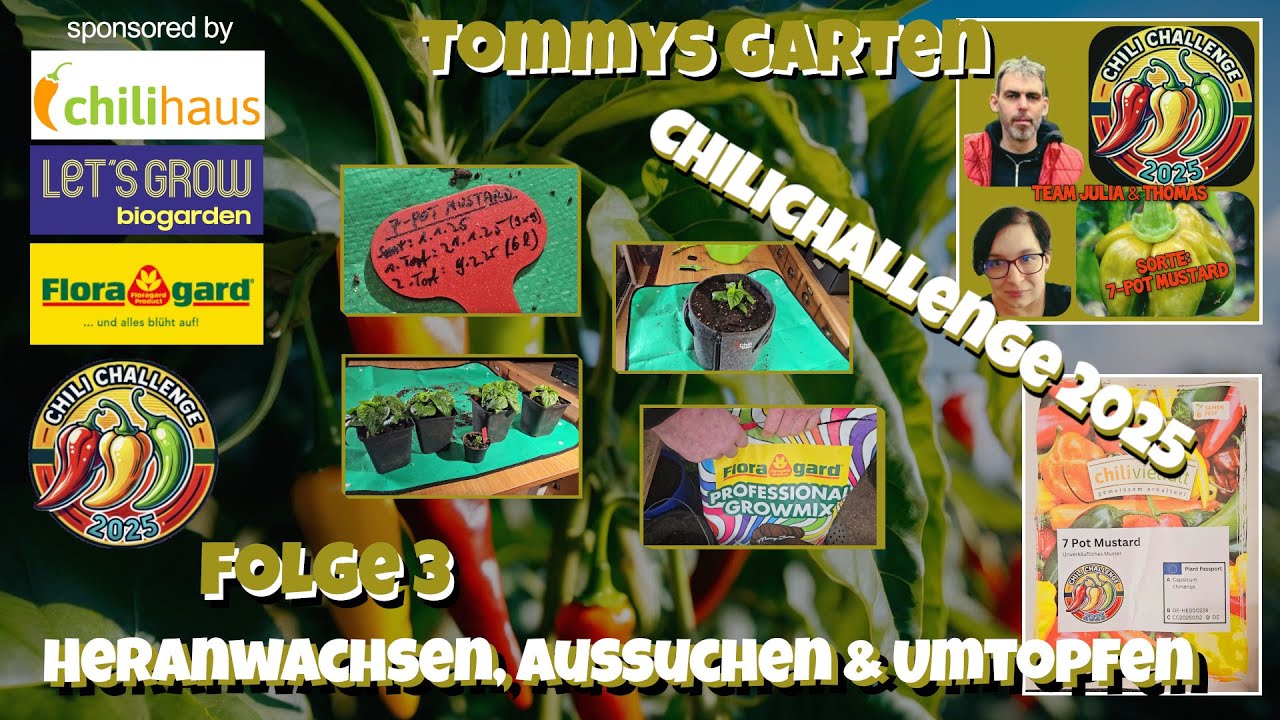 Tommys Garten - Folge 3 - Heranwachsen, Aussuchen & Umtopfen - #chilichallenge2025