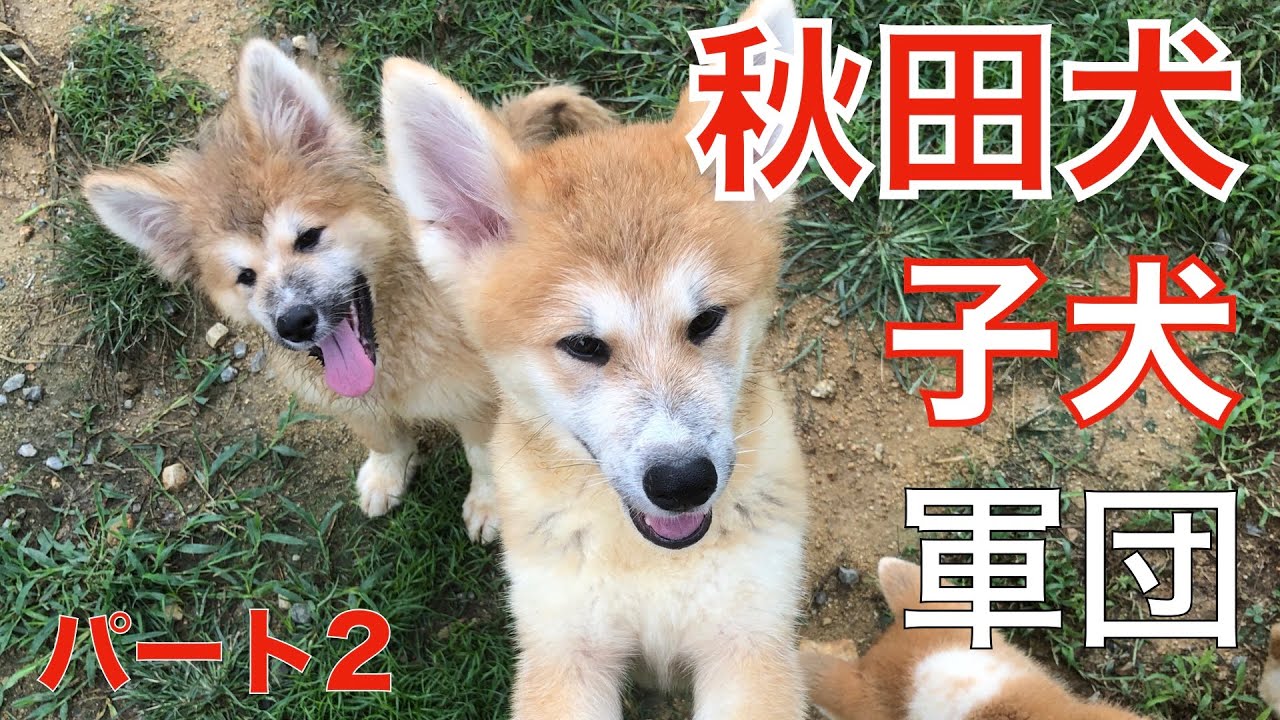 秋田犬の子犬軍団がやって来た！パート２ Animal Rescue Nursing