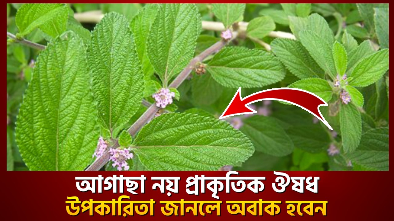 এই গাছের পুষ্টিগুণ ও ব্যবহার সম্পর্কে জানুন