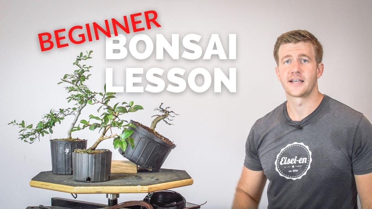 3 великолепных растения для широколиственного бонсай | Bonsai-U