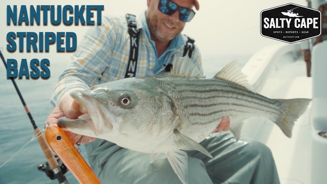 Large Nantucket Striped Bass In The Rips | Stemming The Tide | Salty Cape TV: S2025, E4
