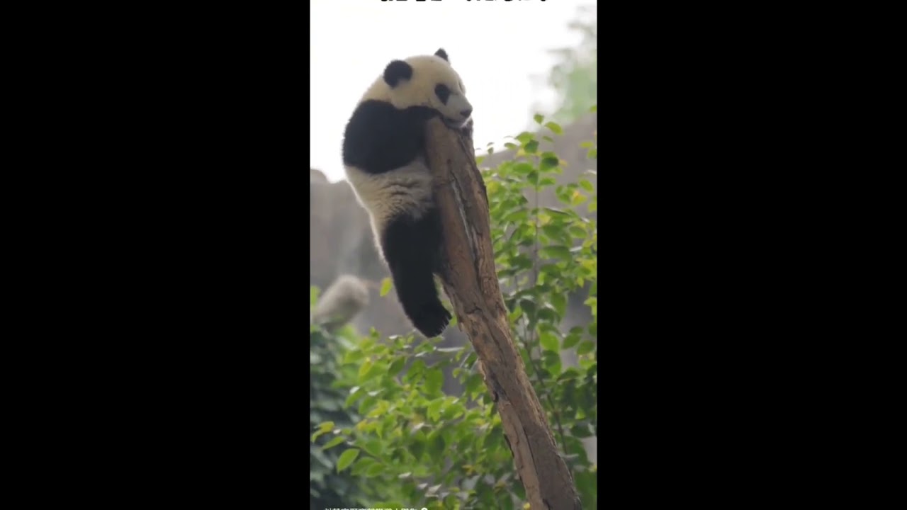 videos m&aacute;s graciosos y tiernos de los osos pandas