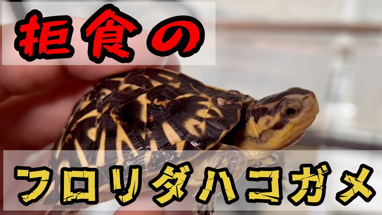 拒食で成長が遅いフロリダハコガメをお迎えしました！[カメ］