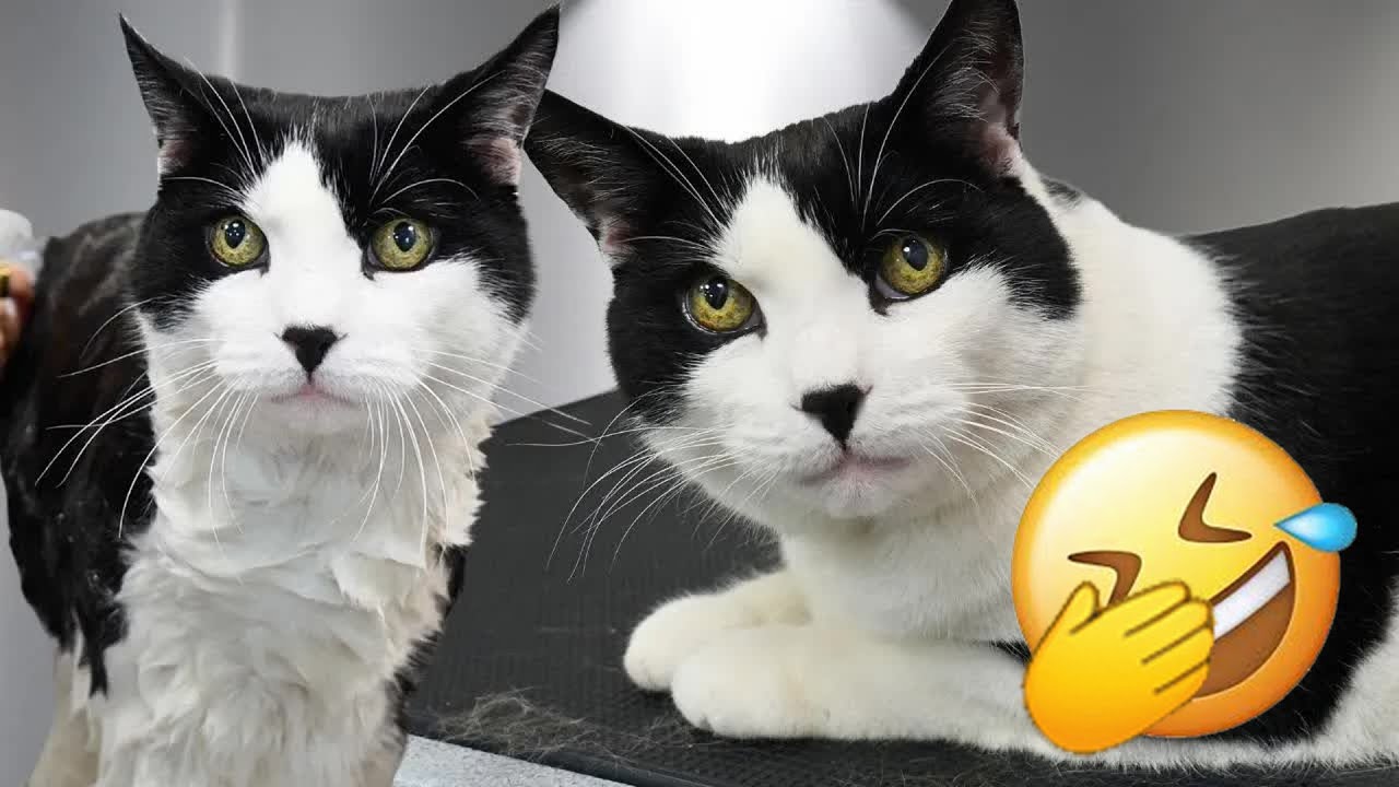 Funniest Cats and Dogs Videos 2026 😼 Try Not To Laugh 🤣 You Laugh You Lose 😼 #funny_videos #animals