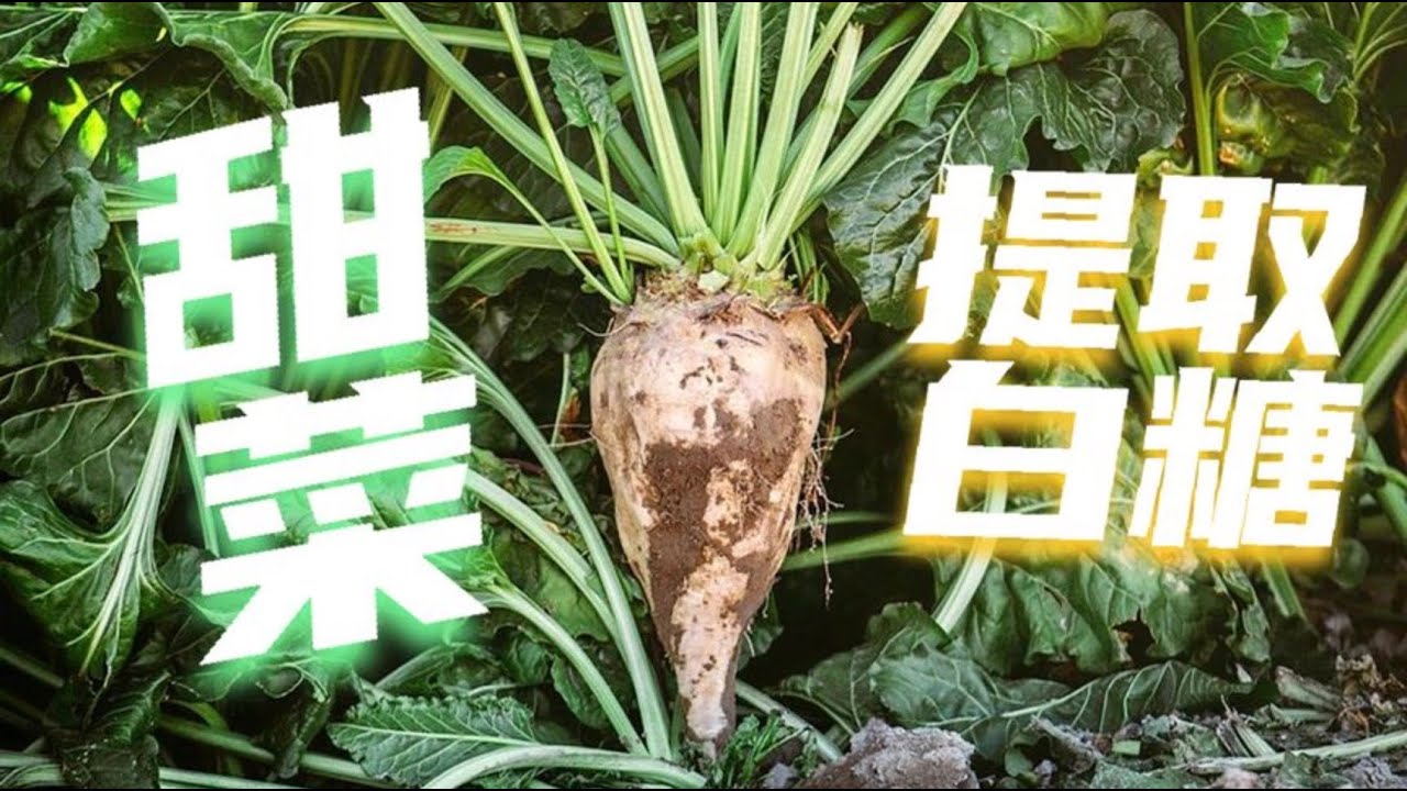 甜菜甘蔗是如何提取出白糖的？白糖、红糖等不同的糖有什么区别？