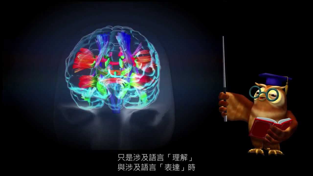 大腦語言功能介紹