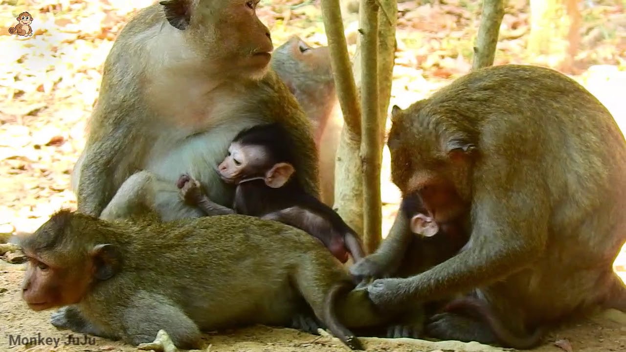April Monkey Take baby Monkey
