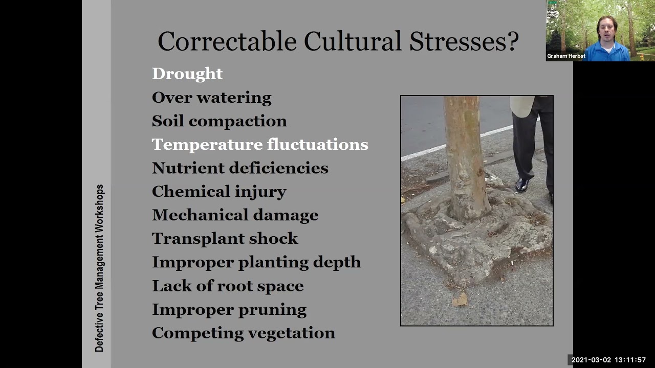 Tree Assessment and Risk Management