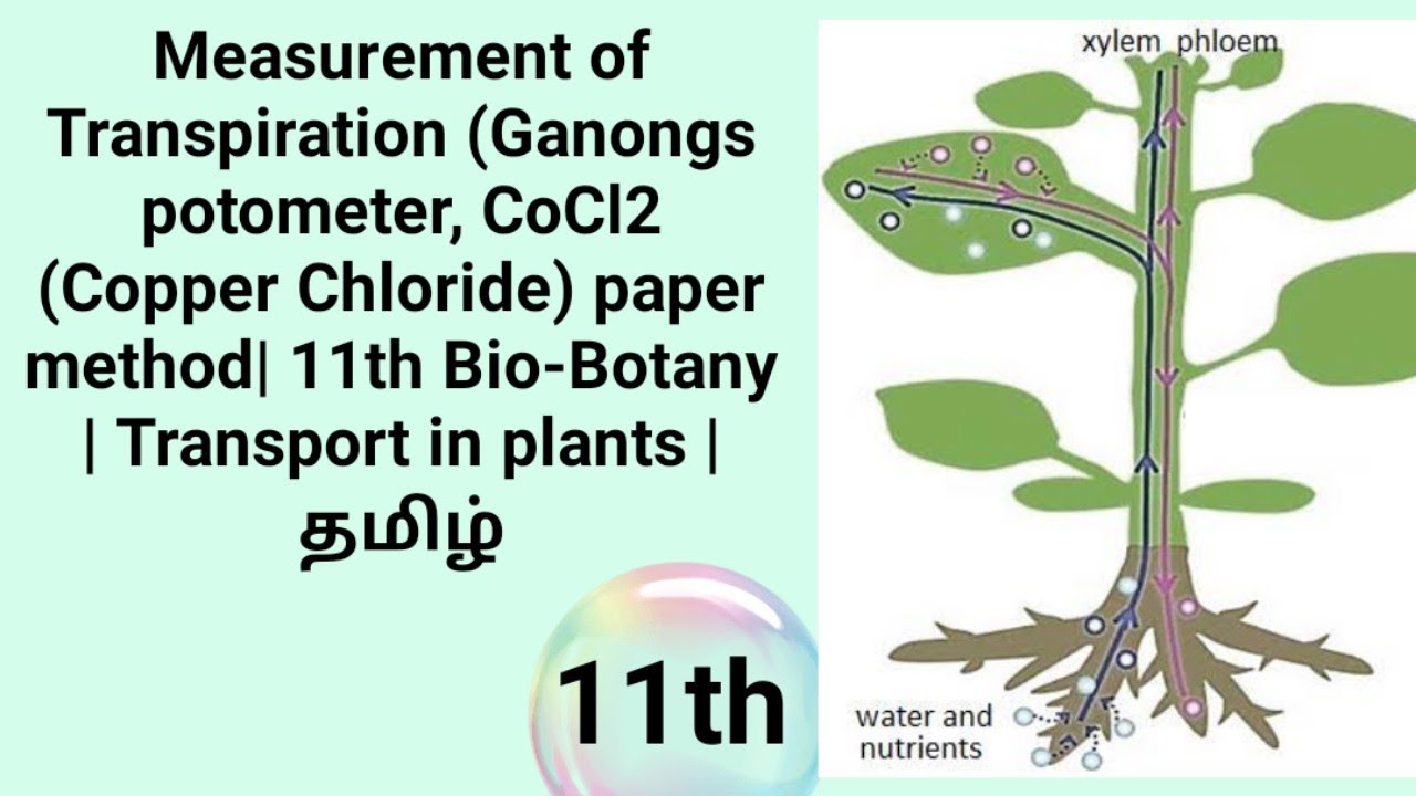 Ganongs potometer, CoCl2 paper method | 11th Botany | Transport in plants | தமிழ்