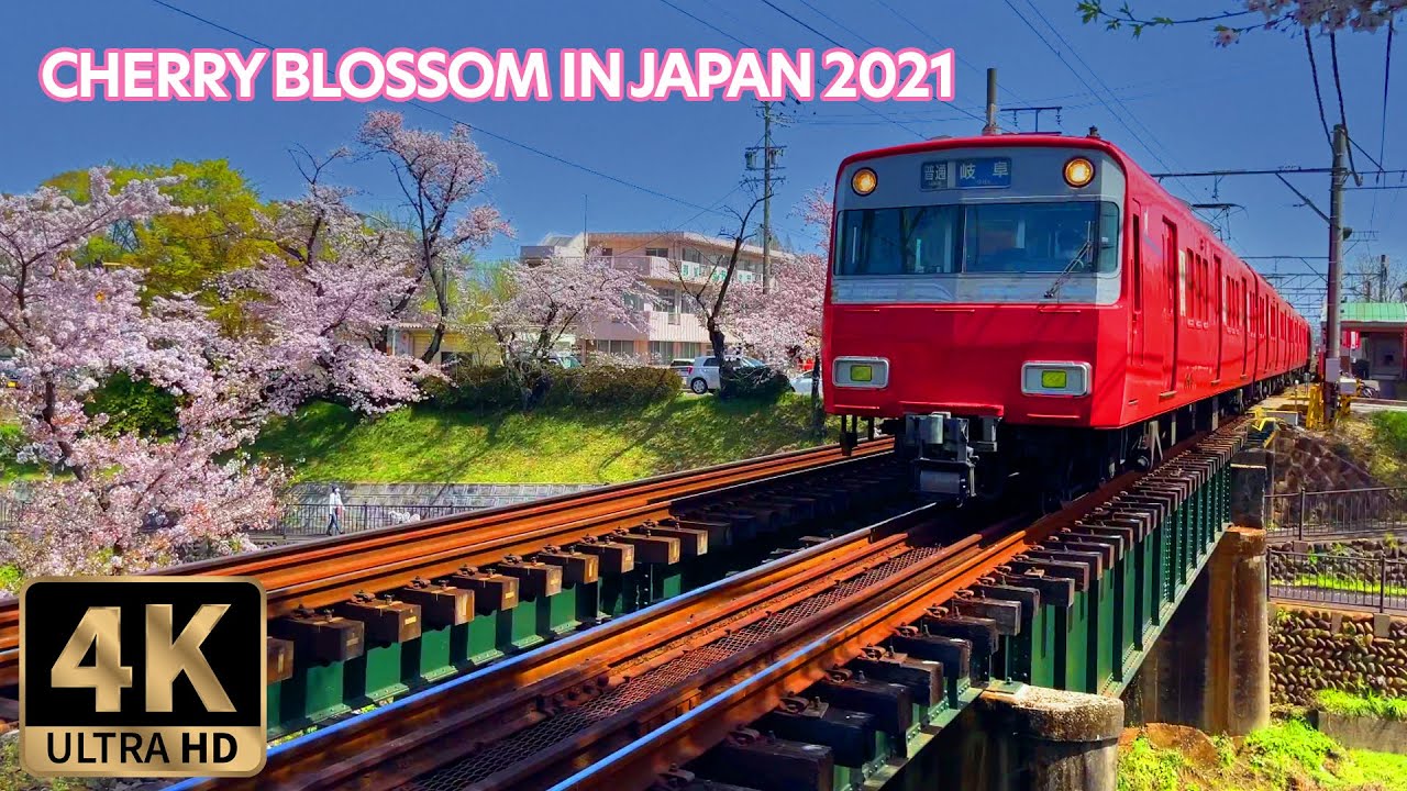 Cherry blossom in Japan 2021 Kakamigahara City Gifu #4k #gototoraberu