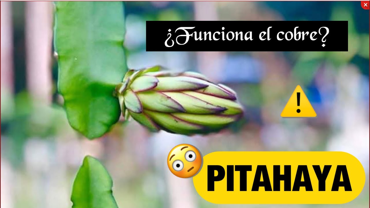 No funciona el cobre como curativo, visitando la huerta de PITAHAYAS Las aventuras de Silver rio 🤪⚠️