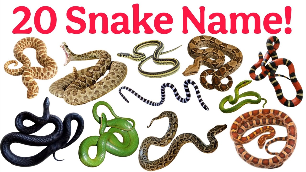 20 Snakes Names in English & Hindi | Kids Learning Video | Snake Education for Children