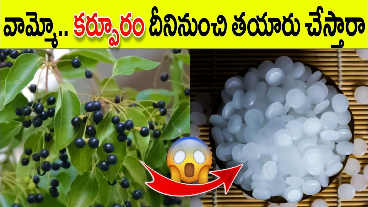 కర్పూరం ఎలా తయారు చేస్తారో తెలిస్తే మీరే ఆశ్చర్యపోతారు...How Camphor made in factory | Camphor