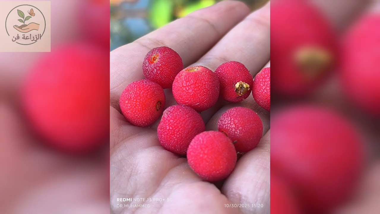 شجرة القطلب arbutus /قاتل أبيه(الوصف_الظروف المناسبة_الرعاية _الفوائد) 