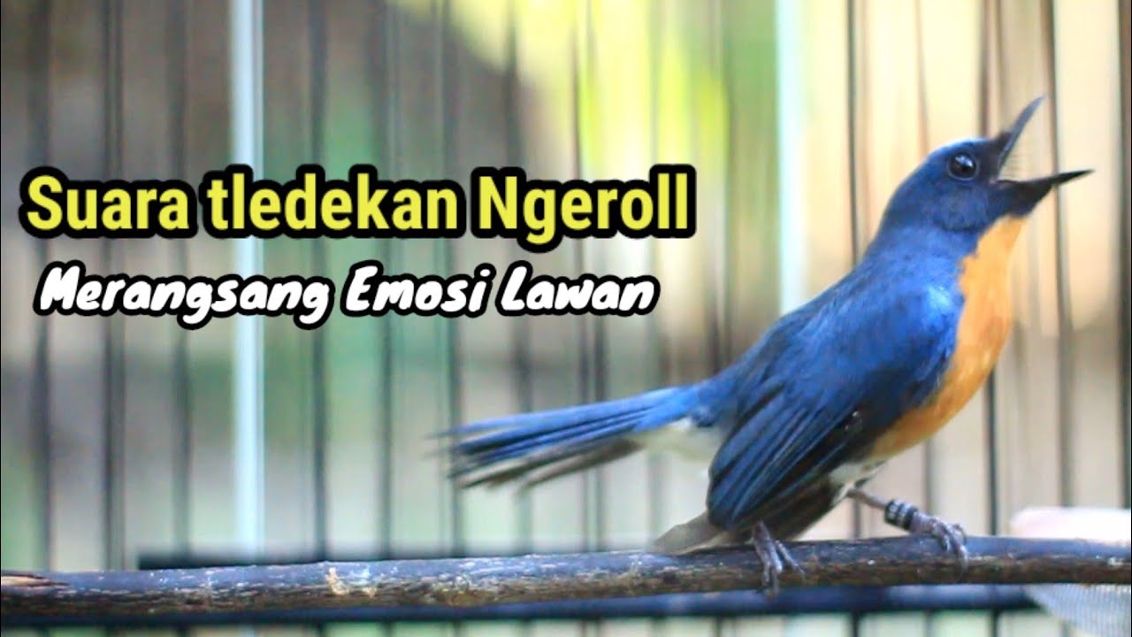 SUARA TERAPI NGEPLONG TLEDEKAN GUNUNG 100% CEPAT GACOR NGEPLONG