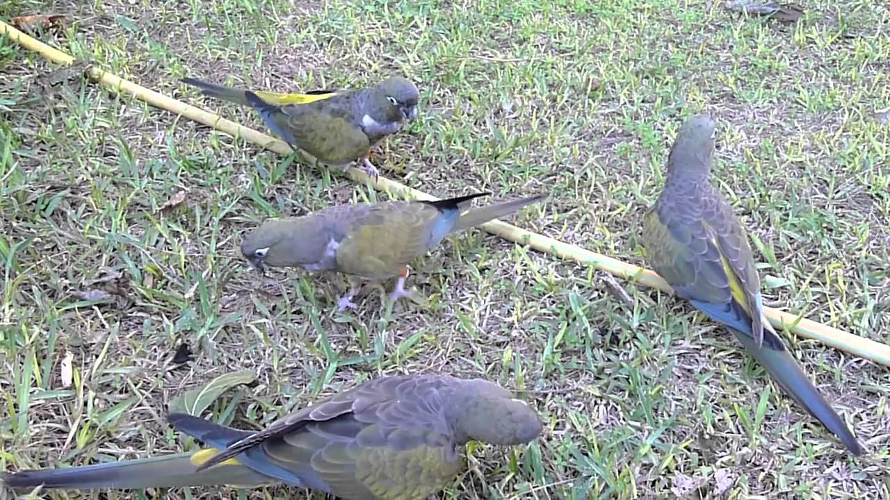 Loros barranqueros. Vuelo libre.