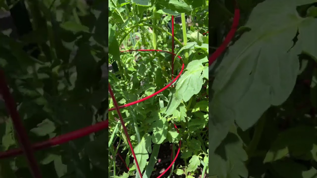 Grow Tomatoes 🍅 | Not Leaves 🍃