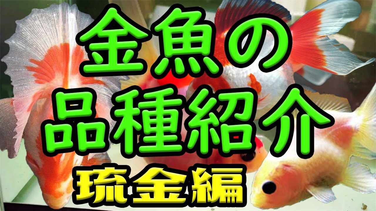 数ある金魚品種 りゅうきんとは？