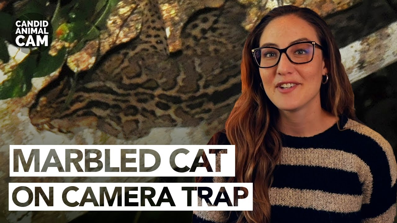 Meet the marbled cat, a "mini clouded leopard" | Candid Animal Cam