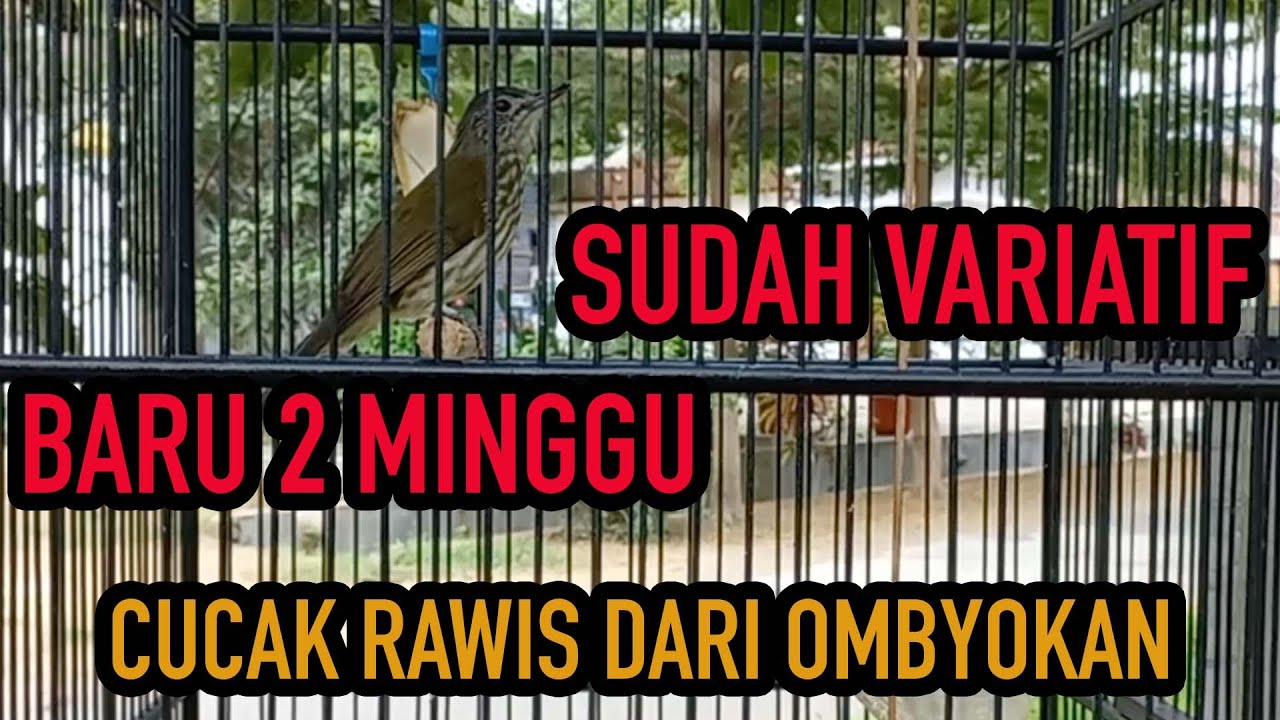 VARIASI KICAU CUCAK RAWIS DARI OMBYOKAN SETELAH 2 MINGGU