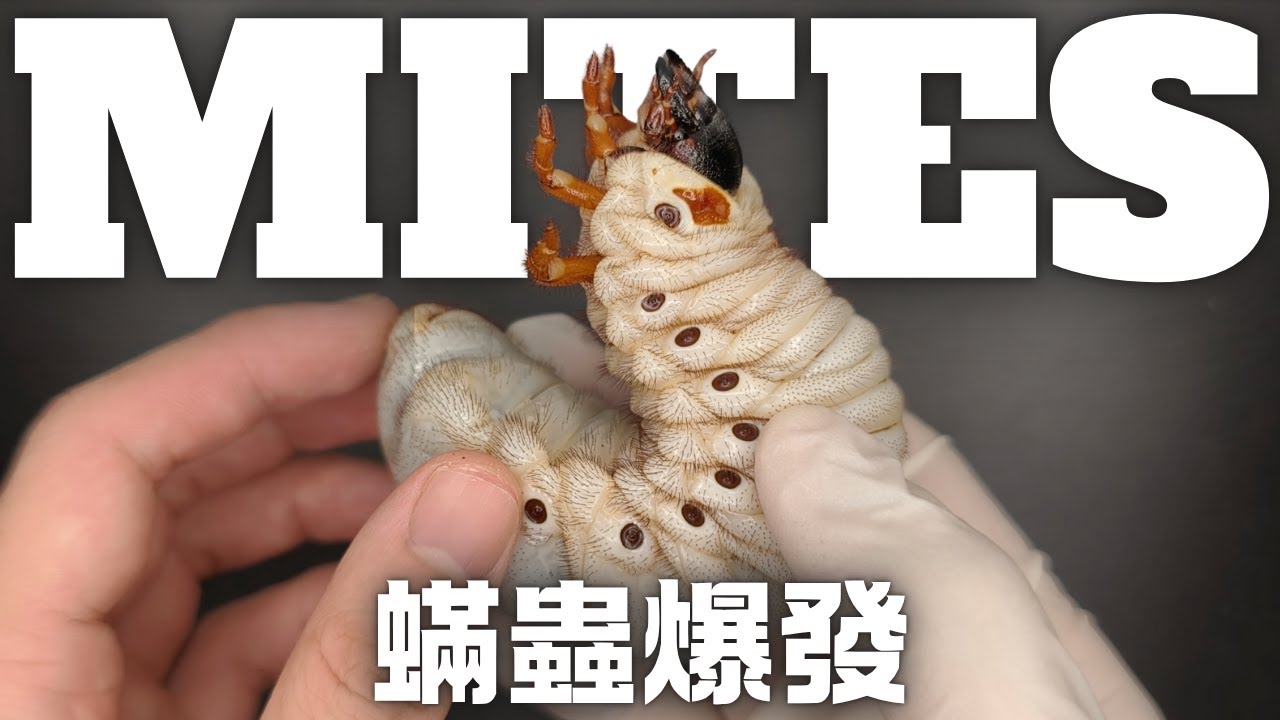 【養蟲雜記】幼蟲長蟲了！？蟎蟲清除｜EN Beetle Journal