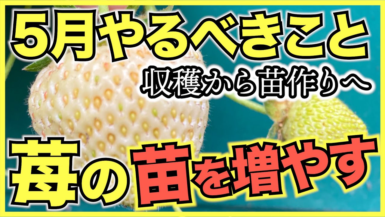 【家庭菜園のイチゴ】5月にやるべきこと,管理方法と注意点【苗作り, ランナーを残す, 水やり】