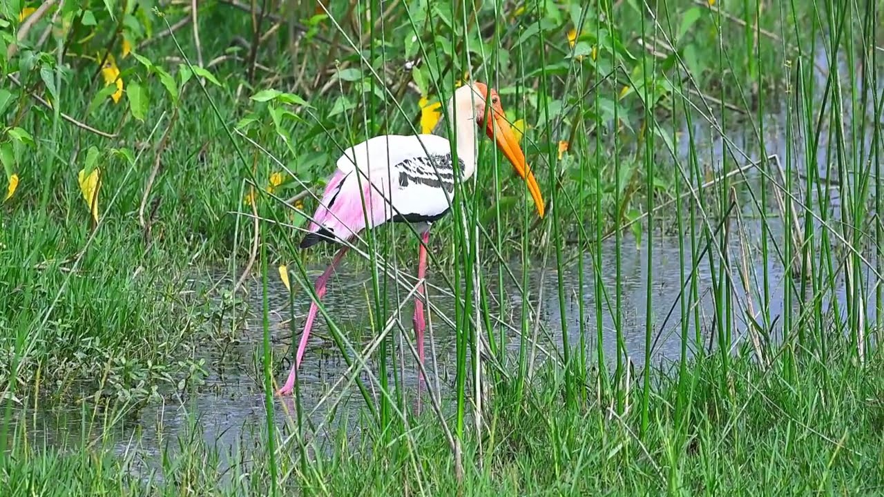 LARGE STORK ,Painted stork closeup  shot