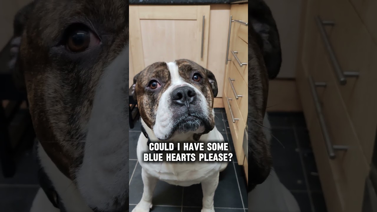 💙💙💙 #alapahabluebloodbulldog #alapaha#bulldog #alapaha #ABBB #bulldog #dog #dogs #endbsl