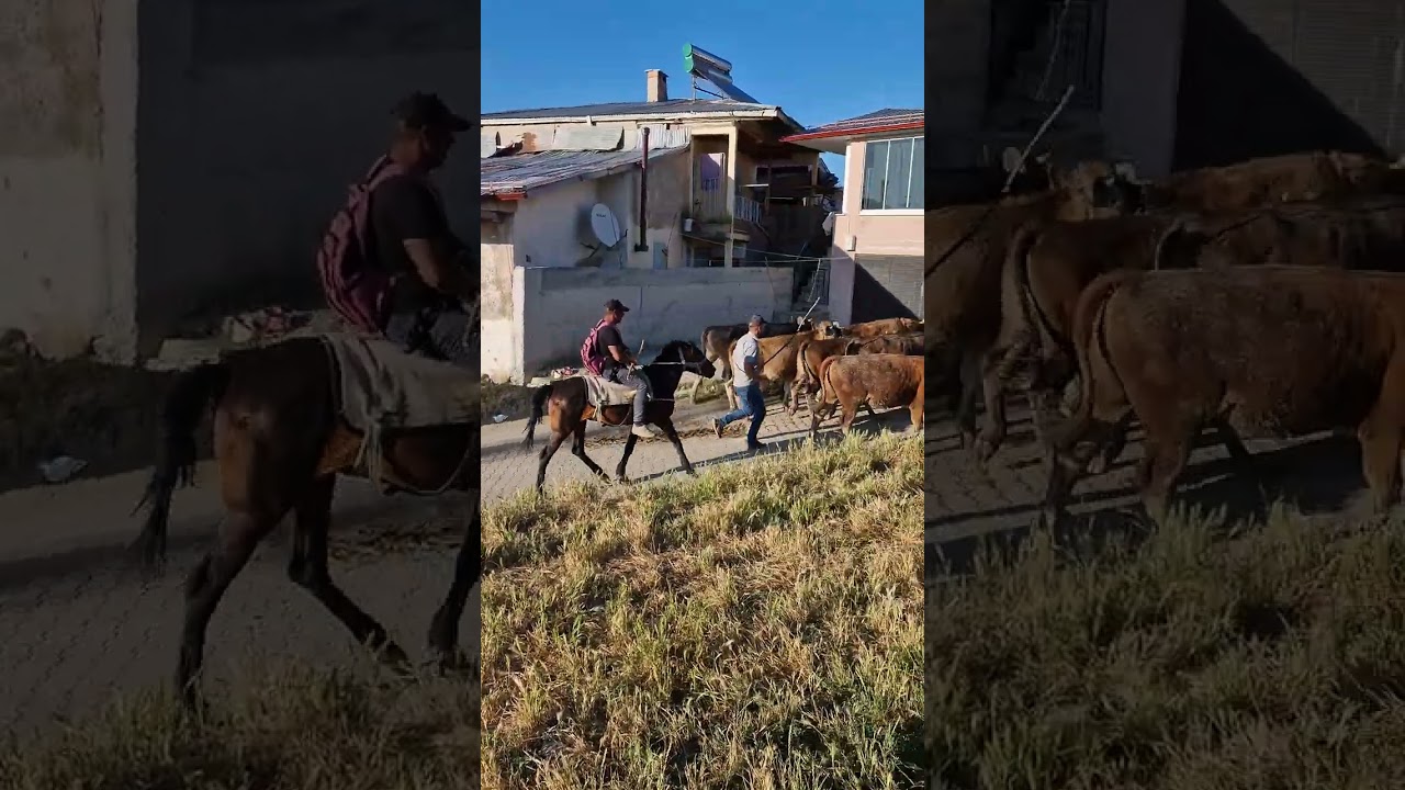 sivas hafik tavşanlı köyü