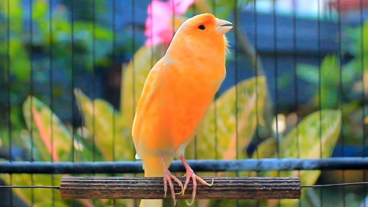 Faça seu canário belga cantar em apenas 1 hora - Treinamento HD incrível! 240