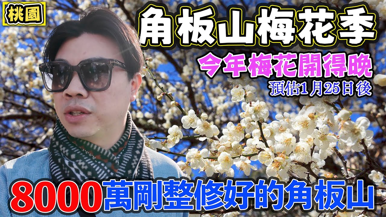 【2026角板山梅花季】最新花況直擊！🌸 8000萬整修後變超美？