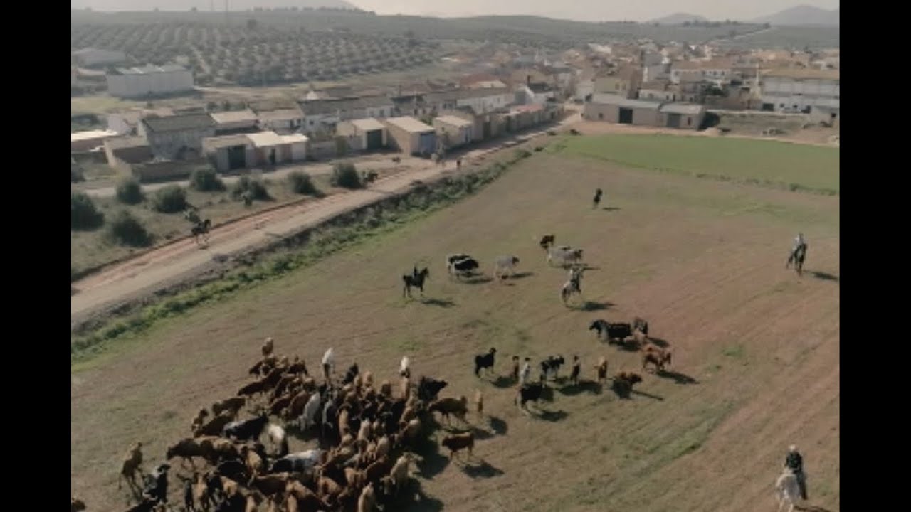 Espectacular trashumancia por Sierra Morena: vacas a la fuga en Jaén | Todo Caballo