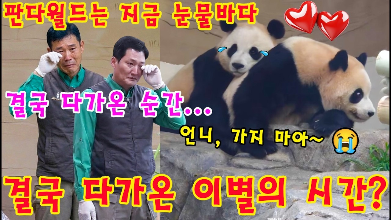 맙소사!!😭 루이바오-후이바오의 홀로서기 시작💨💦 결국 다가온 이별의 시간?👀 각자의 길을 가는 쌍둥이와 사육사분들의 가슴 아픈 고백😢