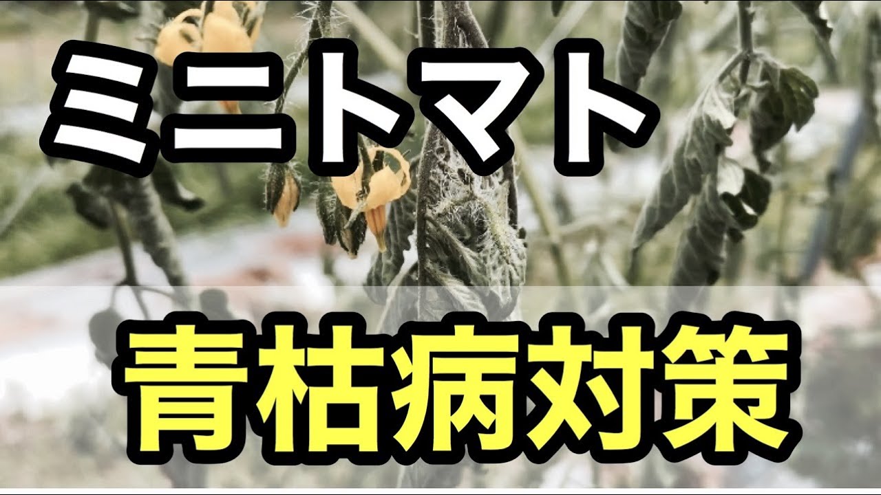 【ミニトマトの青枯病】症状と対策