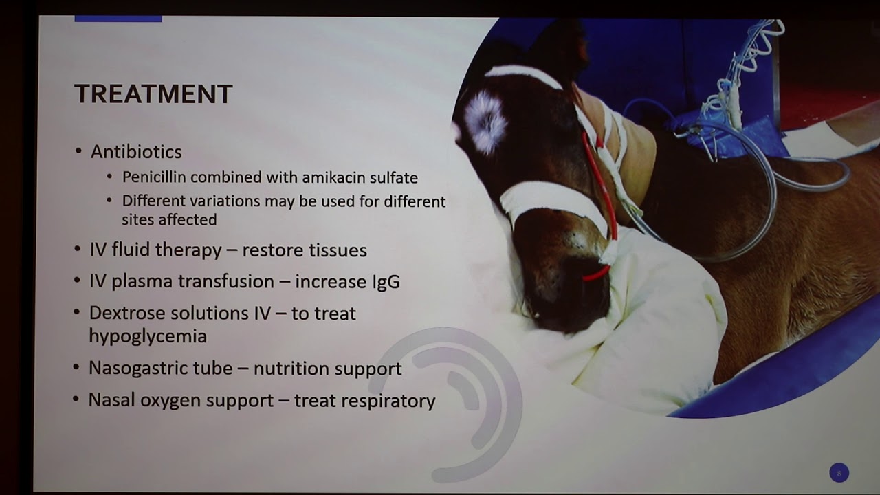 Septicemia in Foals.