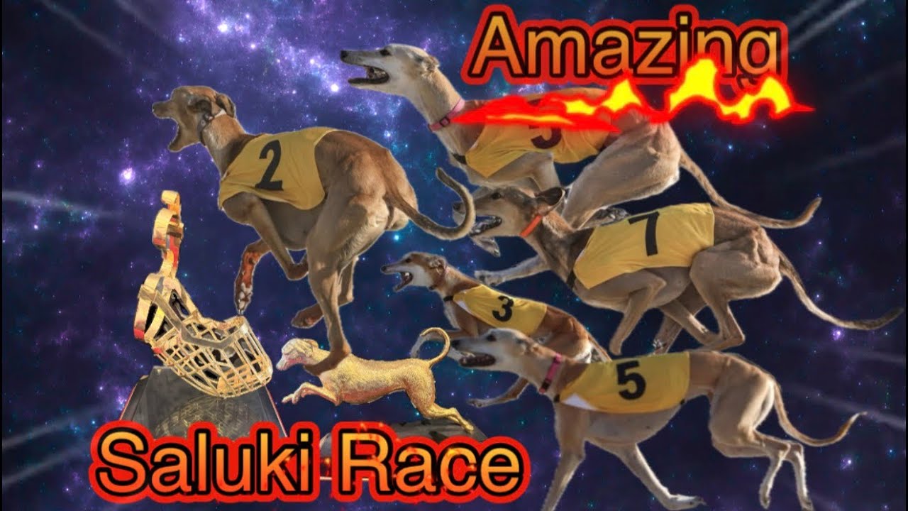 Full Saluki Competition 2000 mtrs Distance (Amazing) 