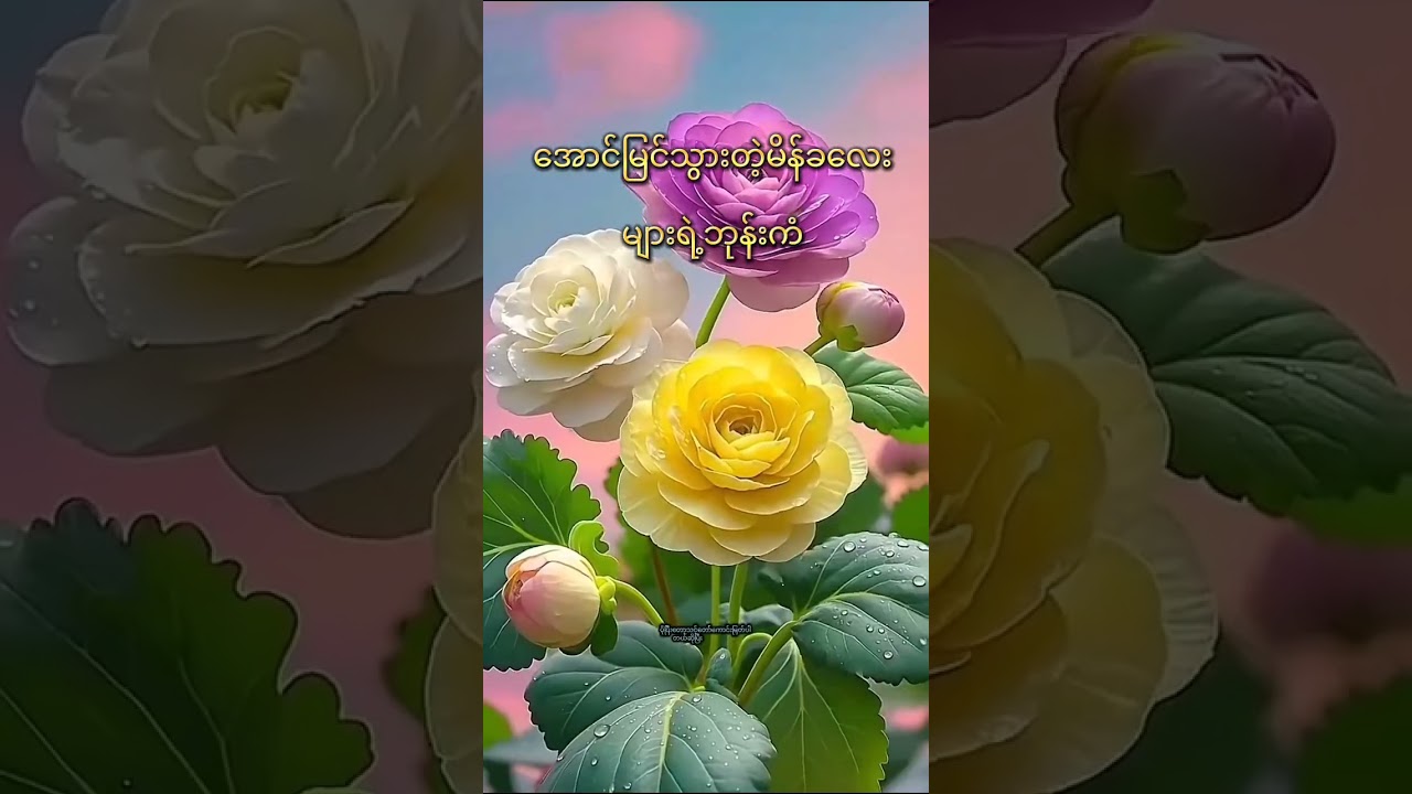 အောင်မြင်သွားတဲ့မိန်ခလေးများရဲ့ဘုန်းကံ