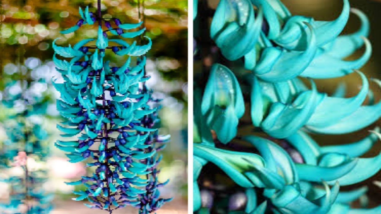 Most EXPENSIVE Plants in the World!