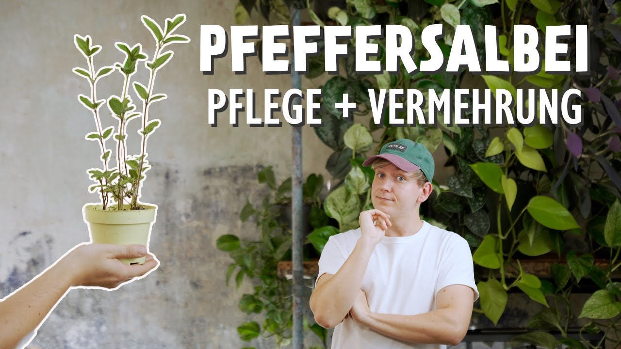 Warum du sofort Pfeffersalbei haben musst! ⚠️ (+ Pflege & Vermehrung)