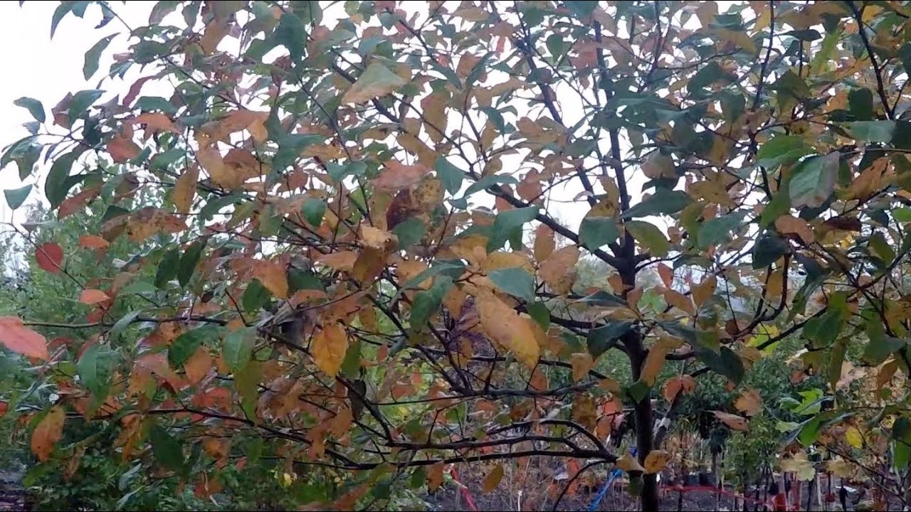 #TreeTipTuesday - Nyssa Sylvatica Black Gum