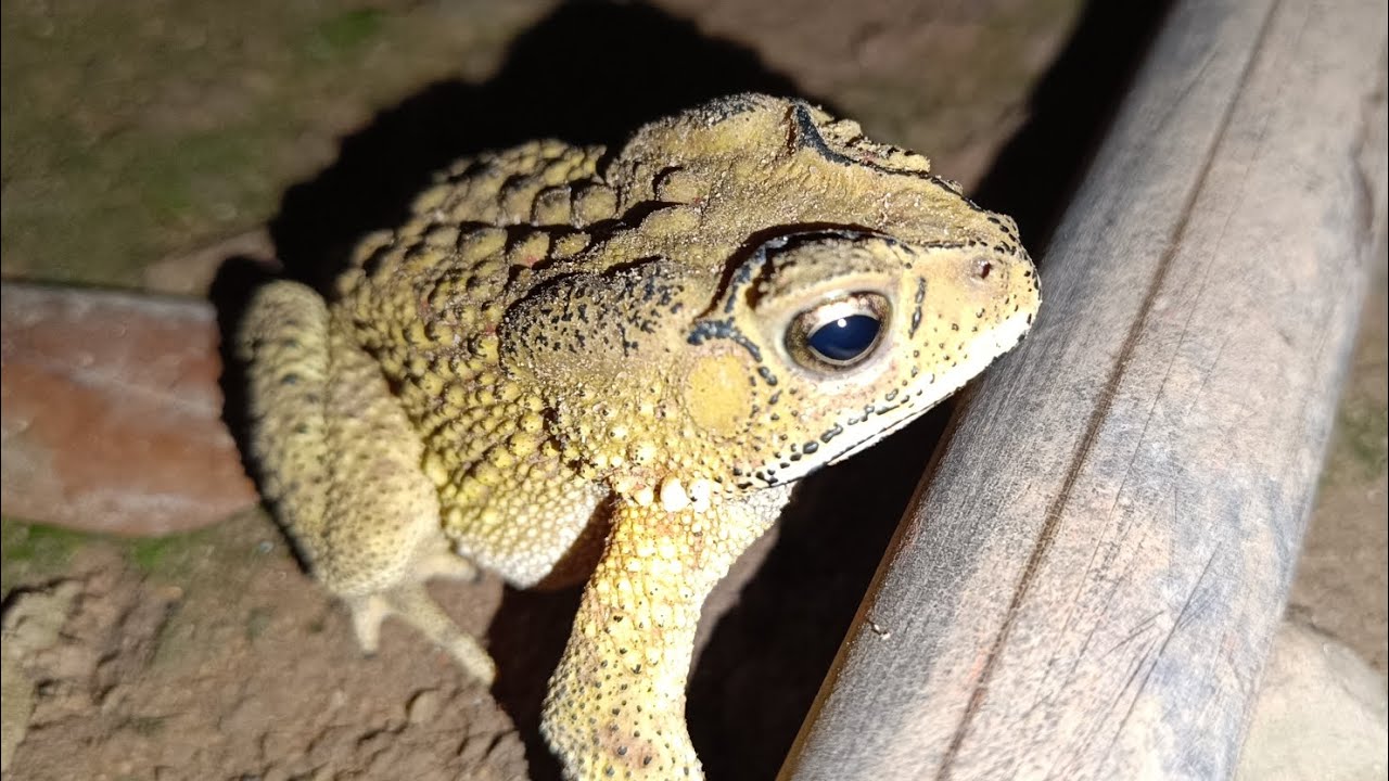 This is a frog. This frog has a scary rough skin and its skin has a poisonous resin.