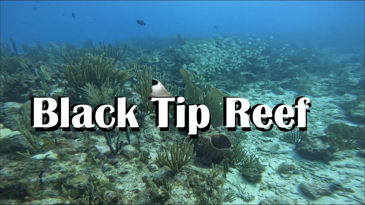 Black Tip Reef (Scuba) (Antigua) (Sandals) (4K)