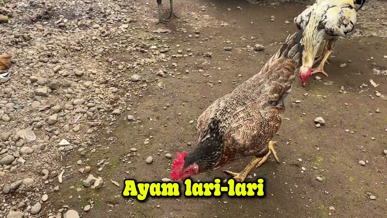Lagu Anak Ayam Lari-lari | LAGU ANAK INDONESIA TERBARU 