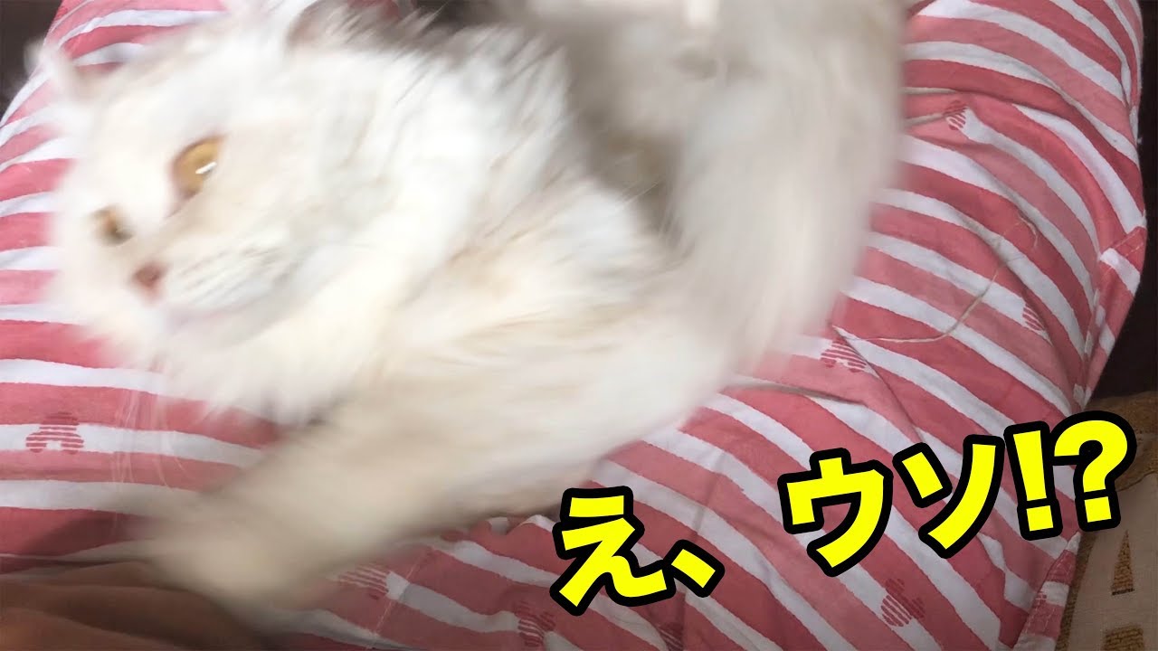 【事故】マロン、◯◯から落下する。