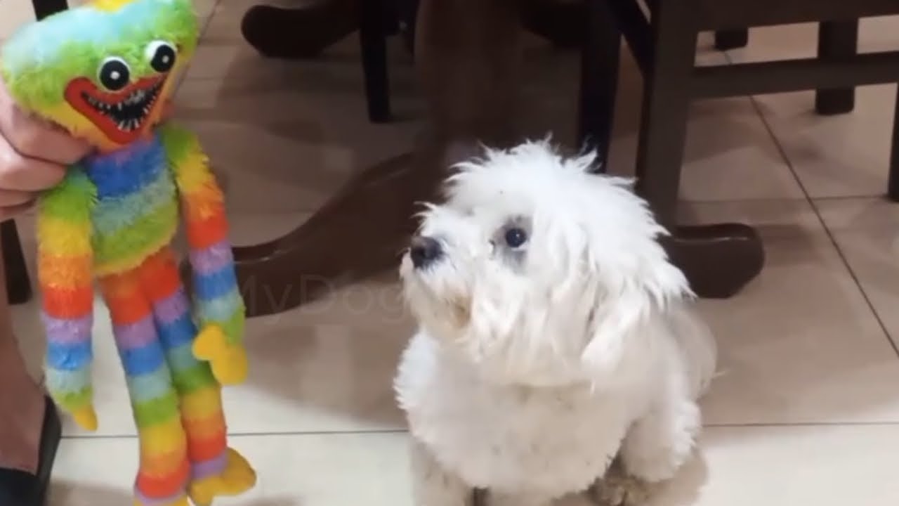 Maltese or Bichon?
