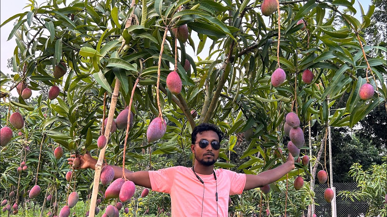 Miyazaki mango farming in India Successful video 📲7866923430#miyazaki#mango #thailand#miyazakimango