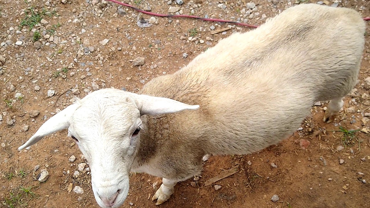 Farm Animals Roam Free
